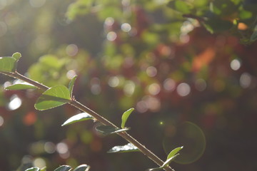 Rayos de luz