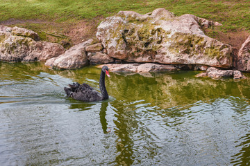 Fototapeta na wymiar Black swan, Cygnus atratus is floating on the lake. Concept of wild animals world