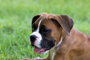 Purebred Boxer puppy dog laying in the grass on a warm sunny summer day.