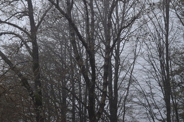 Bosque en invierno