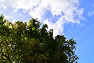 Arbol y cielo
