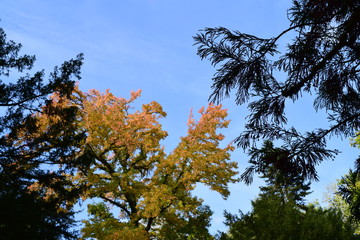 Arboles y cielo