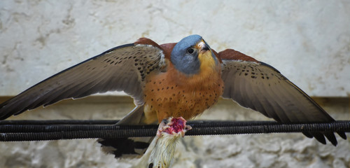 American kestrel, Falco sparverius, the smallest falcon spreads wings and holds a headless mouse in...