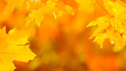 Orange maple leaves on a blurred background. Orange leaves on a tree. Golden leaves in autumn park. Widescreen