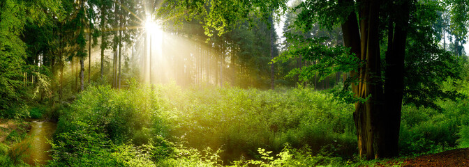 Lichtung im nebligen Wald mit Sonne, die durch Bäume scheint