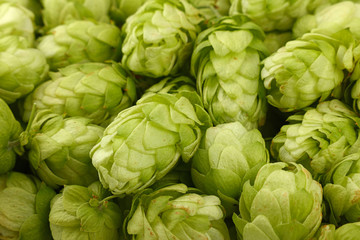 Obraz premium Close up background of fresh green beer hops
