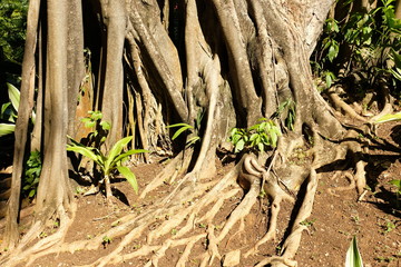 racines d arbre