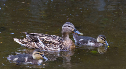 Beautiful female Mallard wild duck (Anas platyrhynchos, Anatidae) with ducklings in waters of a lake.Selective focus.