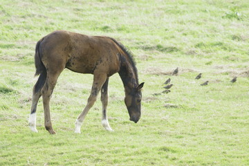 Fototapeta premium horse in a meadow