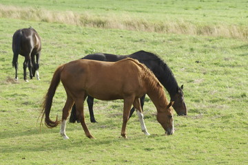 two horses grazing in the meadow