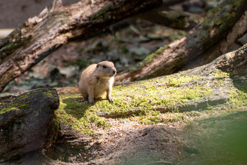 Präriehund Jungtier in der Sonne