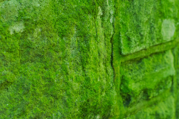 Fototapeta na wymiar Wall covered with green moss