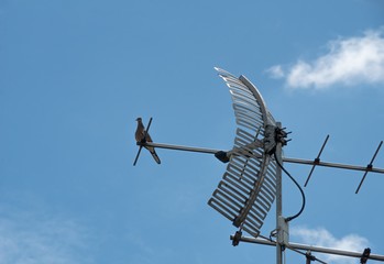 analog television antenna on the old roof top with pigeon and blue sky background