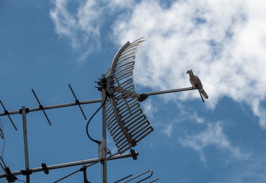 analog television antenna on the old roof top with pigeon and blue sky background