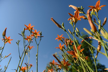 image of wildflowers growing in a field