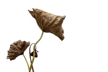 lotus seed pod and leaf withered isolated on white background