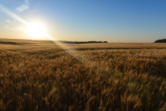image of a wheat field at sunrise