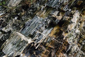 image of wildflowers growing in a field
