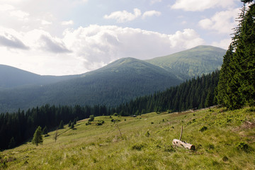 image of a mountain range, forest and lawns