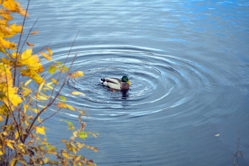 A Duck floating in a pond with a branch of yellow autumn leaves and circles on the water.