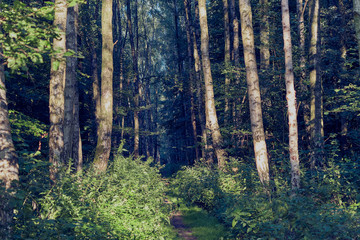 Path leading to the forest in summer