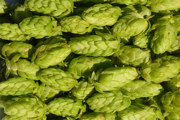 Fototapeta premium Green fresh hop cones for making beer and bread close up