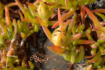 Orange and Green succulent plant