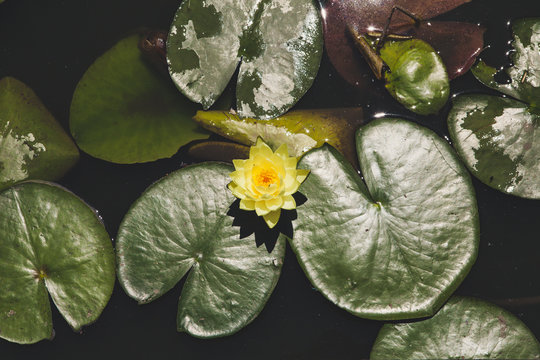 lilys floating in a pond