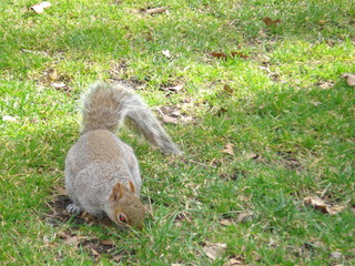 Squirrel Looking For Food