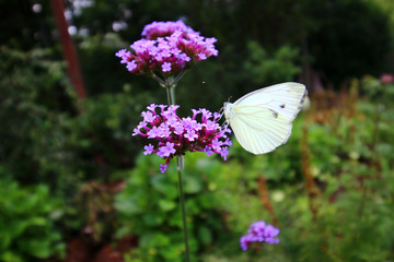 Papillon sur une fleur
