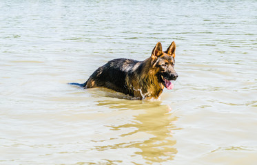 Portrait of a German Shepherd