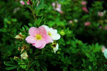 Petites fleurs roses