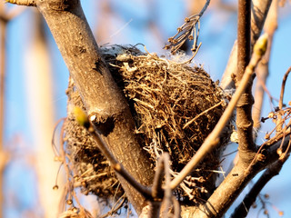 Nid d oiseau fait de branches dans un arbre en automne 