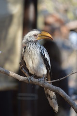 Namibia (2019) - Etoscha N. P.