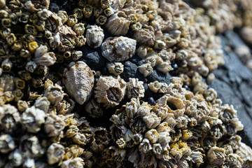 closeup of barnacles clinging to ocean rocks uncovered by receding tides