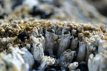 closeup of barnacles clinging to ocean rocks uncovered by receding tides