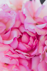 pink roses up close