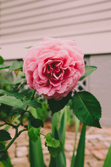 vintage image of a pink single rose