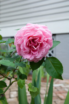 single pink rose in a garden