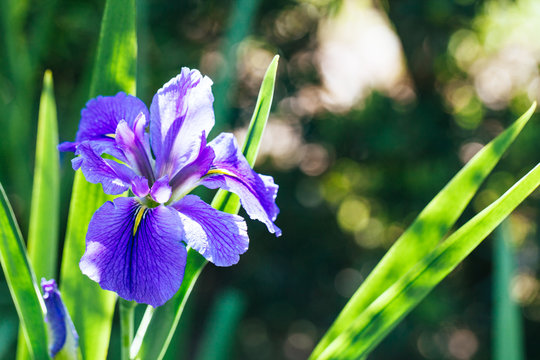 purple iris flower in a garden