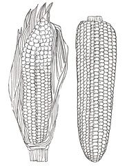 Two ears of corn in white and black color. Hand drawn corn illustration. Art-line maize sketches set.