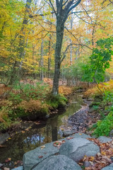Fototapeta na wymiar Autmn foliage in a forest in Acadia National Park, Maine USA