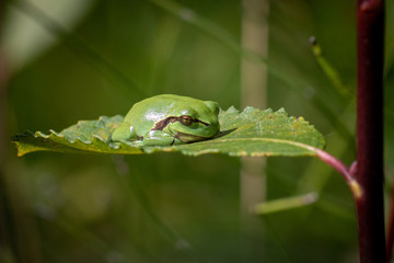 Rainette verte arboricole