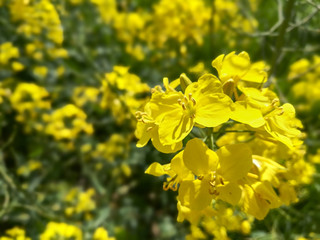 Selective focus on a single rapeseed flower in a spring field full of rapeseed
