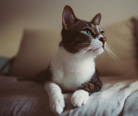 Cute curious domestic cat on bed