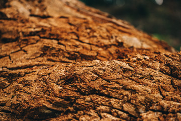 Old dry rotten tree bark texture background