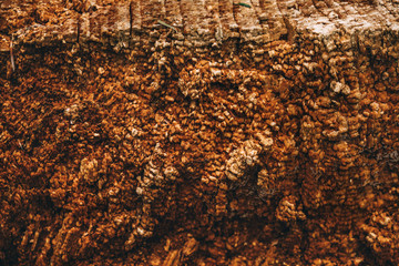 Old dry rotten tree bark texture background