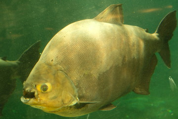 poisson