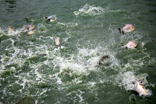 Shoal of Tambaqui (Colossoma macropomum) raised in captivity (pisciculture)