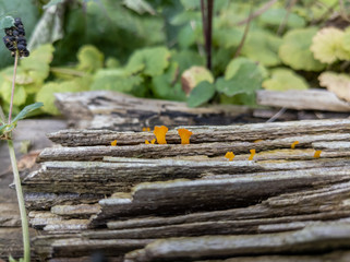 Orange Fungi in a Log